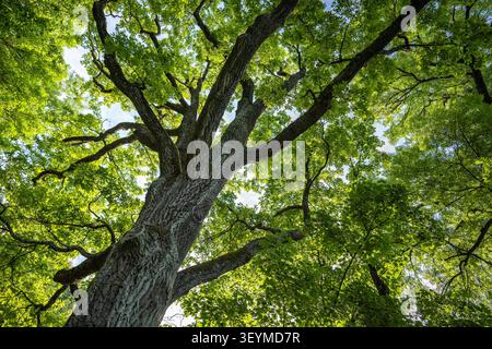 Large oak trees spread crown and branches in park, bottom-up view. Stock Photo