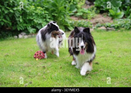 Tri color Shetland Sheepdog standing on a grassy lawn outdoors during daytime. Stock Photo
