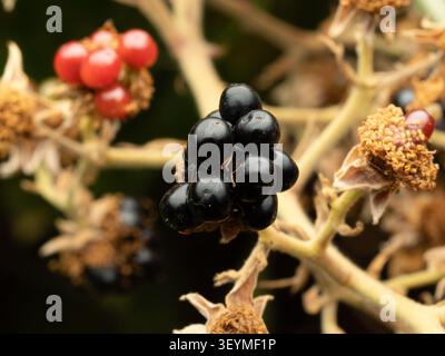 Ripe wild blackberries growing on a bramble branch (Rubus fruticosus) Stock Photo