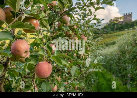 Red Ripe Apples on Tree in Orchard Stock Photo