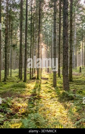 Sunbeams through tall pine trees in a green forest, Schwarzwald Stock Photo
