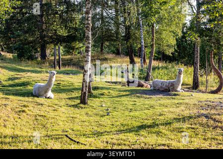 Sunlight filters through tall green trees. Alpacas rest peacefully on soft grass. Their fluffy coats glow in the golden light. Trees stand close, cast Stock Photo