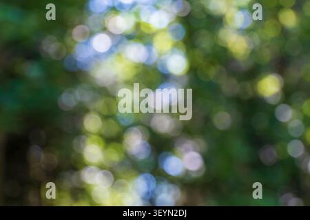 Soft abstract green forest bokeh created by sunlight filtering through trees. Natural blurred background with copy space. Stock Photo
