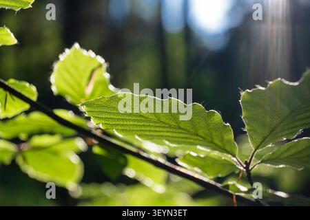 Fresh European beech leaves glowing in warm sunlight inside a peaceful forest. Stock Photo