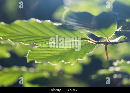 Fresh European beech leaves glowing in warm sunlight inside a peaceful forest. Stock Photo
