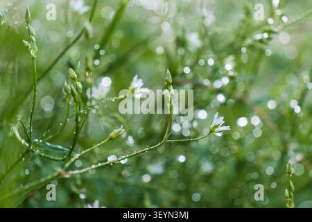Tiny white wildflower surrounded by soft natural bokeh created by sunlight reflecting through meadow vegetation. Stock Photo