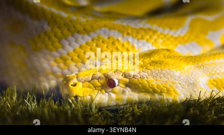 Albino python close-up with yellow and white scales Stock Photo