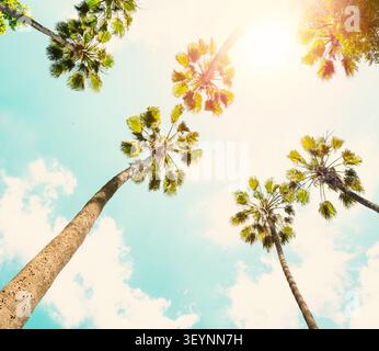 Tall Palm trees on a tropical beach against a blue sky with white clouds. Low Angle View. Photo in retro style.  Toned image Stock Photo