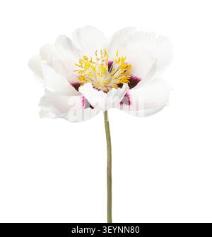 White Peony flower with dark purple spots on the petals  isolated on a white background. Paeonia rockii. Stock Photo