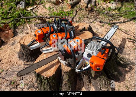 Several professional Stihl petrol chainsaws resting on freshly cut tree stumps and sawdust in a woodland clearing during forestry or tree surgery work. Stock Photo