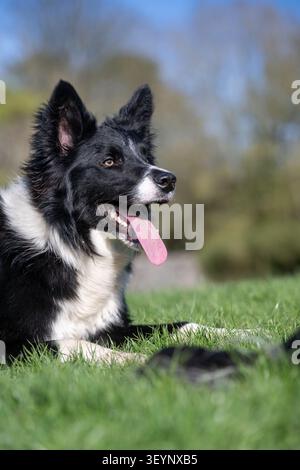 Sharp looking Border Collie Sheepdog, with a long tongue, working sheep with a very intent stare. North Yorkshire, UK. Stock Photo