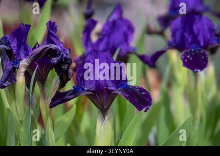 Deep violet dwarf bearded iris (Iris 'Michael Paul') in full bloom with raindrops on its velvety petals, photographed in a spring garden. Stock Photo