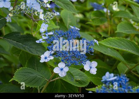 Close up of lacecap hydrangea with a bee on the flower in Jeju, South Korea Stock Photo
