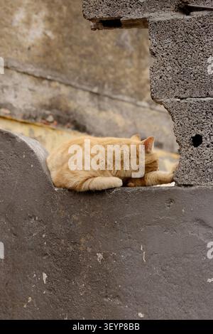 A ginger domestic cat peacefully sleeping on a weathered stone wall in Funchal, Madeira, Portugal. The image highlights a quiet urban moment, textured Stock Photo