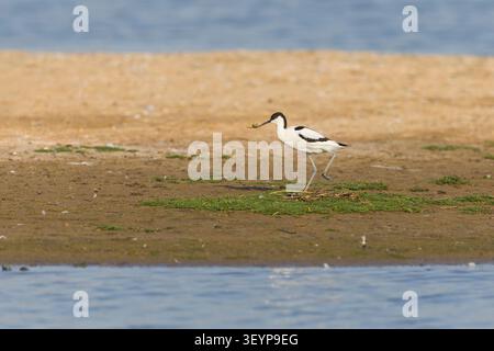 Eurasian avocet Recurvirostra avosetta, adult removing egg shell from nest, Minsmere RSPB reserve, Suffolk, England, June Stock Photo
