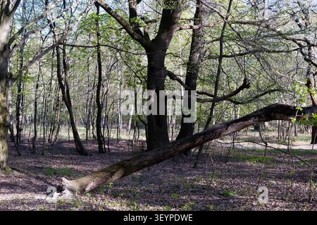Fallen dead tree lies diagonally in foreground with roots exposed in air, held by canopy out of frame. Nearby tree with hollow and dry branch pointing Stock Photo