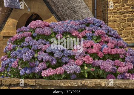 Bigleaf Hydrangea macrophylla in full bloom at an English rural garden location. UK Stock Photo