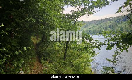 A narrow path runs through thick trees along a quiet river, surrounded by nature, hiking on the Hohenwarte Reservoir Trail, Thuringian Slate Mountains Stock Photo