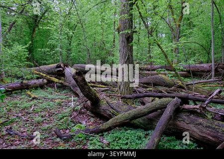 Primeval forest in podlaskie voivodeship, poland, showing fallen logs breaking down with green undergrowth. Ecosystem in action Stock Photo