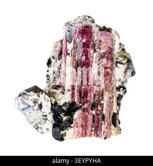 specimen of mineral from geological collection - natural pink and black tourmaline crystals isolated on white background Stock Photo