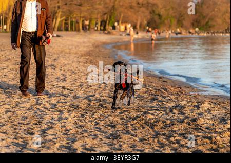 One Happy English Cocker Spaniel Carrying Stick on Sandy Beach at Sunset with Owner in Lausanne Switzerland Stock Photo