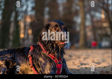 One Wet Black English Cocker Spaniel Resting on Sandy Beach at Golden Hour in Lausanne Switzerland Stock Photo