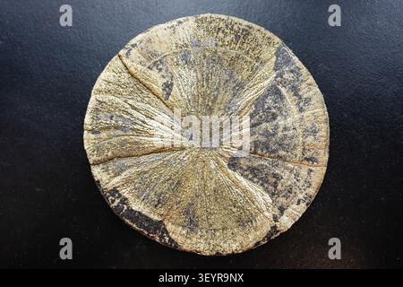 specimen of mineral from geological collection - pyrite sun (american dollar) close-up on black background from Yellowstone National Park Stock Photo