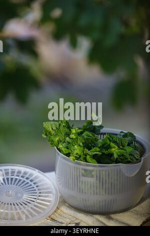 A vertical close-up shot of a clear plastic salad spinner filled with fresh green mint. An open plastic lid lies on a napkin below, with a soft blurre Stock Photo