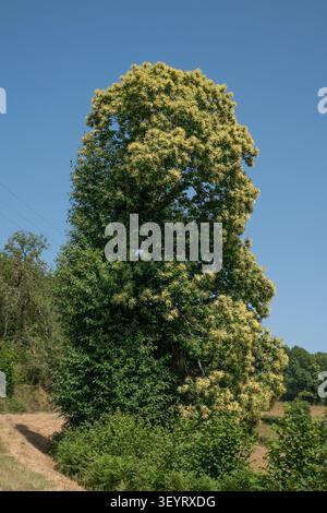Sweet chestnut in bloom Stock Photo