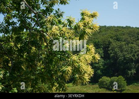Sweet chestnut in bloom Stock Photo