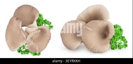 Oyster mushrooms isolated on white background with full depth of field. Top view. Flat lay Stock Photo