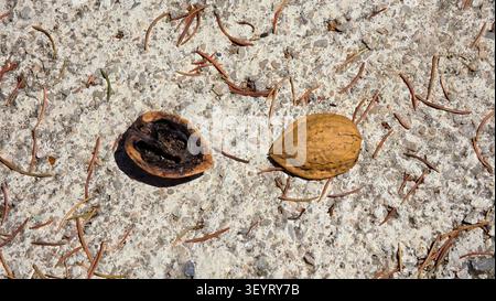 An empty dark brown inner walnut shell and a textured tan outer shell half lie separated on a rough aggregate concrete surface scattered with fallen b Stock Photo