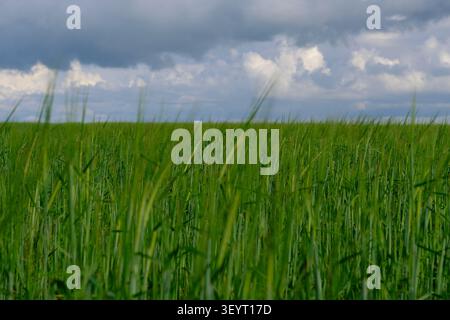 Dark, heavy storm clouds gather threateningly over vibrant, expansive green agricultural field Stock Photo