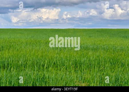 Fresh green cereal field under dramatic stormy sky with dark heavy clouds and bright sunlight Stock Photo