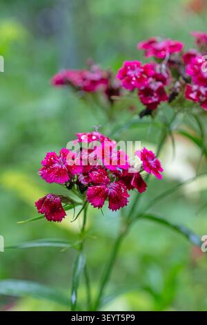 A macro shot of pink and red carnations with raindrops on them against a green background. Stock Photo