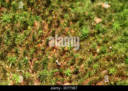 Close up of green moss growing on forest floor with natural texture and selective focus Stock Photo