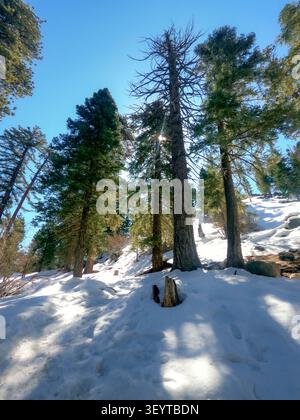 Snow covered pine forest on mountain slope under clear blue sky, showing a peaceful winter mountain landscape. Stock Photo