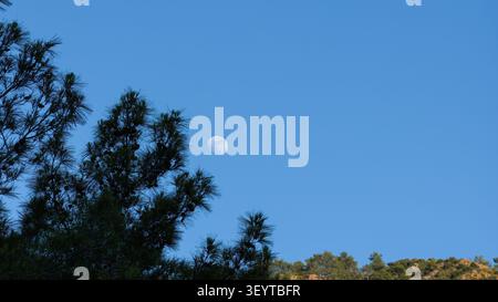 A clear crescent moon appearing in the bright blue daytime sky, with the silhouette of pine tree branches in the foreground. Stock Photo
