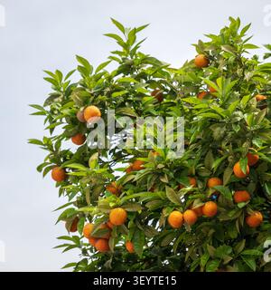 Ripe oranges growing on the tree on the streets of Athens, Greece Stock Photo