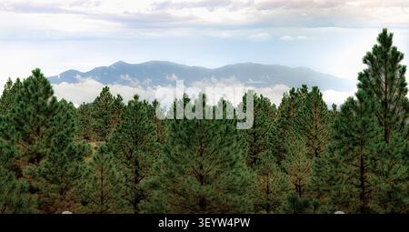 Rows of pine trees fill a forest clearing with layered mountain ridges fading into distant mist near Torrey, Utah. Low clouds drift across the peaks u Stock Photo