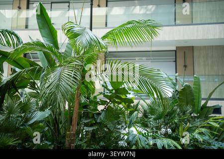 Tropical indoor plants in a modern office environment with green foliage. Biophilic design and sustainable workplace interiors. Stock Photo