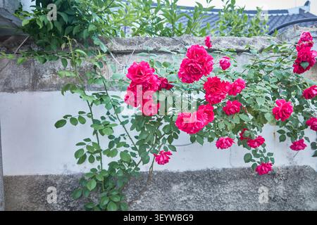 Quiet residential alleyway with a textured brick wall and vibrant pink blossoms. Nostalgic spring urban landscape capturing vintage neighborhood charm Stock Photo