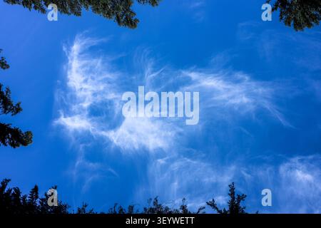Wispy Cirrus Clouds in a Bright Blue Sky Framed by Evergreen Treetops Stock Photo