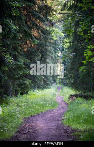 Empty dirt road surrounded by spruce trees and .grass on sides lies through forest in countryside. Stock Photo