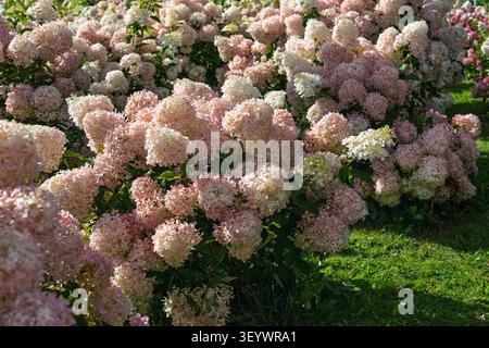 Beautiful Pink Hydrangea Flowers Blooming in a Sunny Garden During the Warm Summer Season Stock Photo