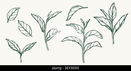 Vector line illustration set of matcha tea leaves and branches. Botanical collection for packaging, labels, branding, menus, stickers, cosmetics, tea Stock Vector
