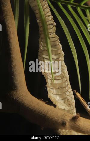 Close-Up Of Shed Snake Skin Draped Over Tree Branch Showing Scales And Natural Texture Stock Photo