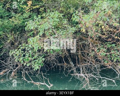 Dense riverside vegetation with overhanging tree branches reflected in calm green pond water. A natural wetland scene ideal for themes of ecology, fre Stock Photo