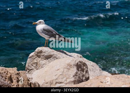 Medium-angle shot of a white and grey seagull perched on a rugged coastal rock, gazing out over the expansive blue ocean. In the background, a vibrant Stock Photo