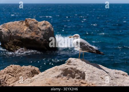 Medium-angle shot of a white and grey seagull perched on a rugged coastal rock, gazing out over the expansive blue ocean. In the background, a vibrant Stock Photo